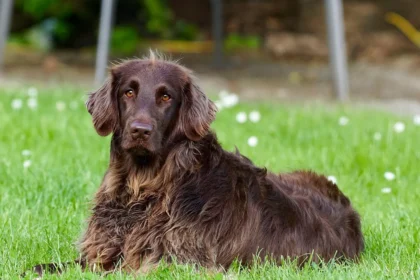 Essential Grooming Secrets for Pet Parents