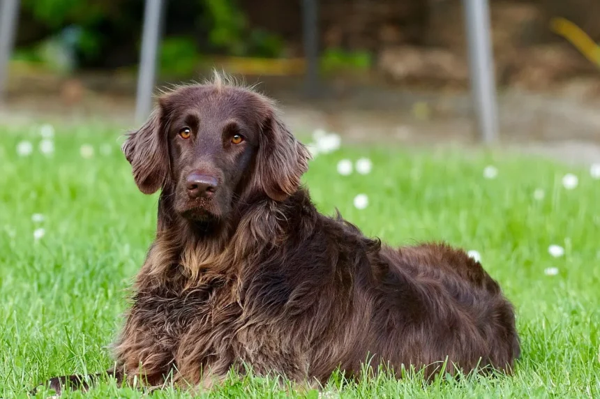 Essential Grooming Secrets for Pet Parents