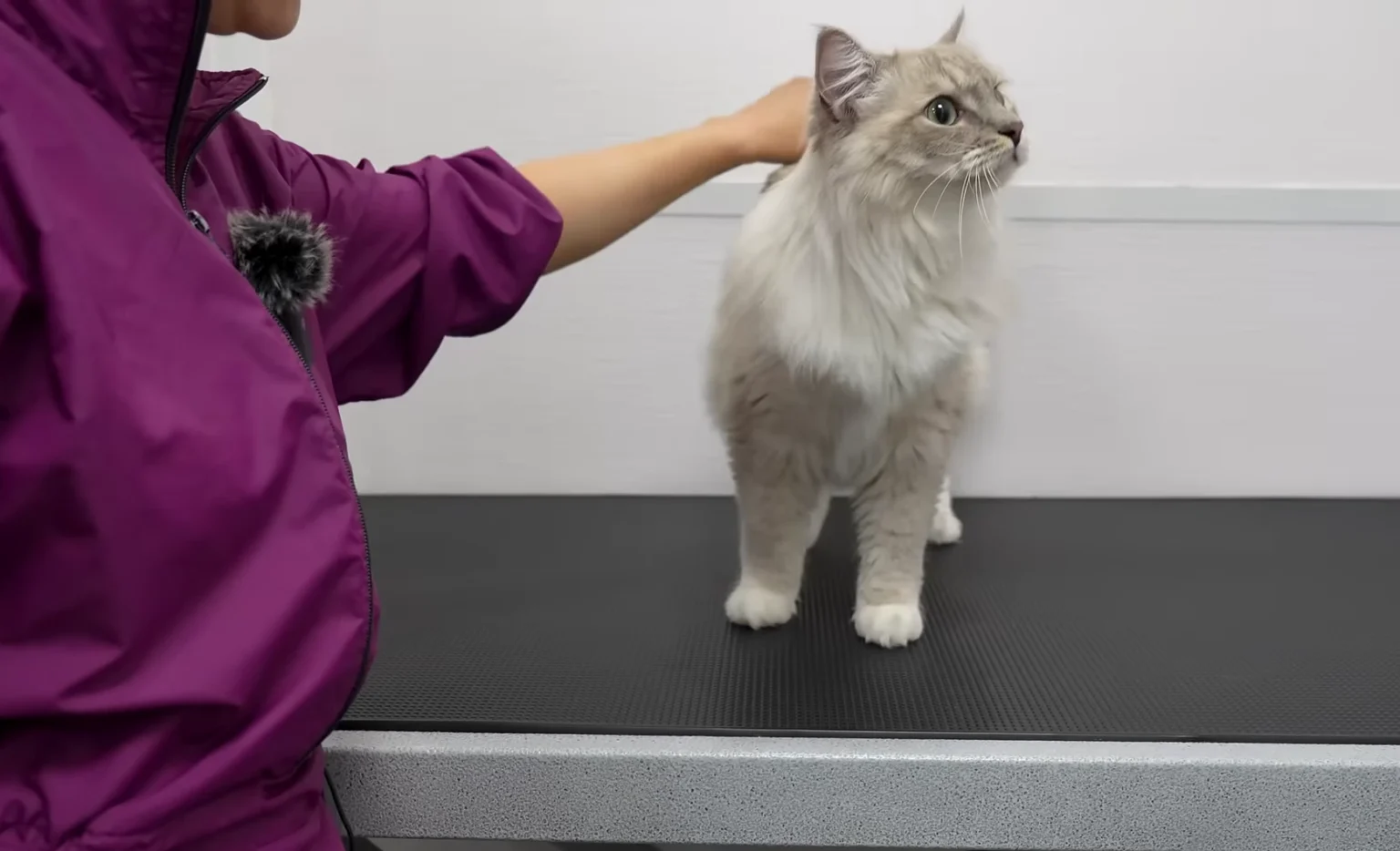 The Scissors Nicked Her Skin Before We Even Saw the Mat Fully: What a Cat Grooming Mistake Taught Us About Doing This at Home