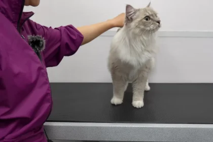 The Scissors Nicked Her Skin Before We Even Saw the Mat Fully: What a Cat Grooming Mistake Taught Us About Doing This at Home
