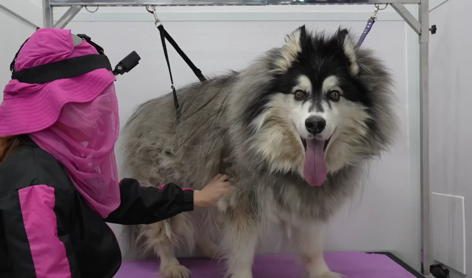 We Shaved Our Husky Down for Summer and Regretted It by August: What DIY Grooming Actually Requires
