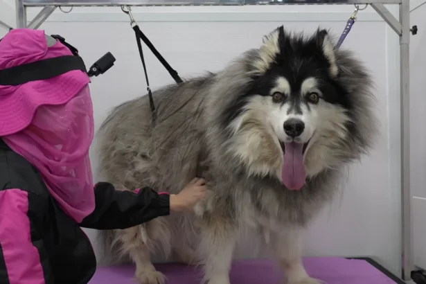 We Shaved Our Husky Down for Summer and Regretted It by August: What DIY Grooming Actually Requires