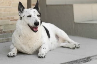 Why My Golden Retriever's Armpit Mat Hid a Hot Spot for Three Weeks: What a Bath Uncovered