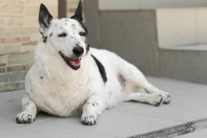 Why My Golden Retriever's Armpit Mat Hid a Hot Spot for Three Weeks: What a Bath Uncovered