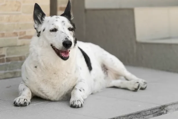 Why My Golden Retriever's Armpit Mat Hid a Hot Spot for Three Weeks: What a Bath Uncovered