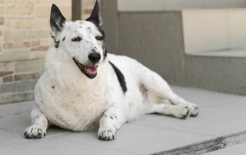 Why My Golden Retriever's Armpit Mat Hid a Hot Spot for Three Weeks: What a Bath Uncovered