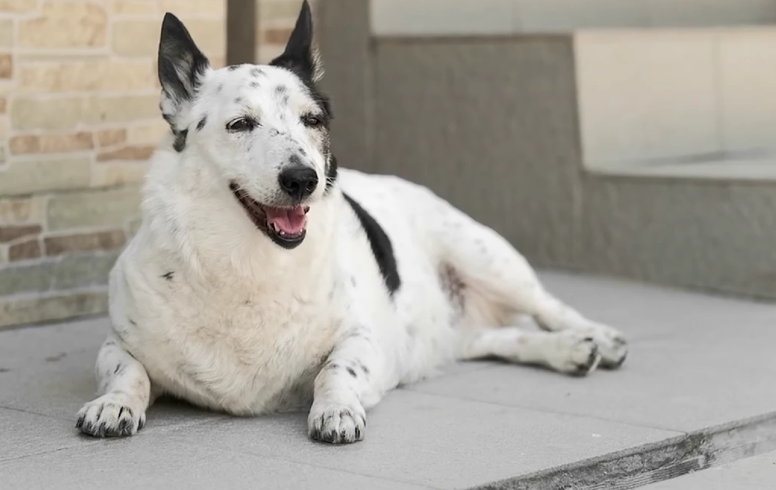 Why My Golden Retriever's Armpit Mat Hid a Hot Spot for Three Weeks: What a Bath Uncovered