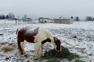 The Blanket Nobody Removed All Winter: What One Horse's Weight Loss Taught Us About Real Horse Care