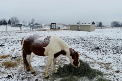 The Blanket Nobody Removed All Winter: What One Horse's Weight Loss Taught Us About Real Horse Care