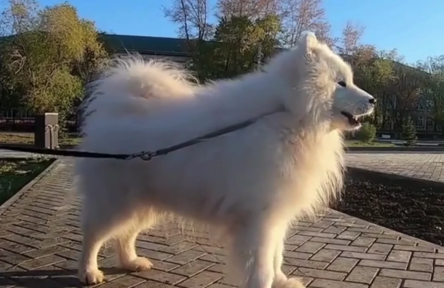 The Blog That Fixed Our Leash Reactivity Problem: Seven Dog Blogs Worth Actually Following