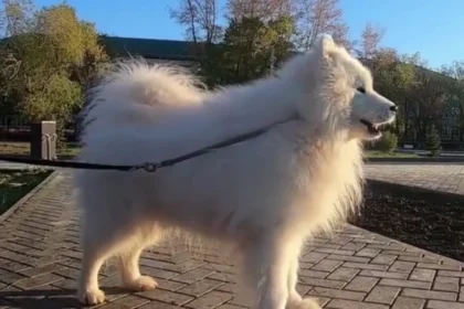 The Blog That Fixed Our Leash Reactivity Problem: Seven Dog Blogs Worth Actually Following
