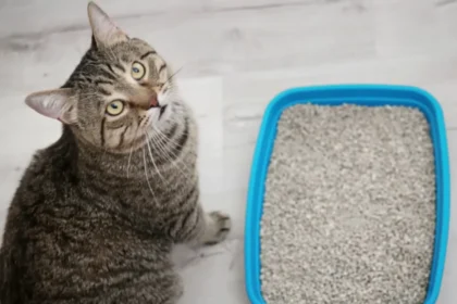 The Litter Box Told Us Before the Vet Did: What One Cat's Bathroom Habits Revealed About a Common Owner Mistake
