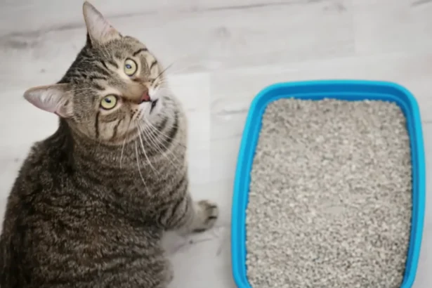 The Litter Box Told Us Before the Vet Did: What One Cat's Bathroom Habits Revealed About a Common Owner Mistake