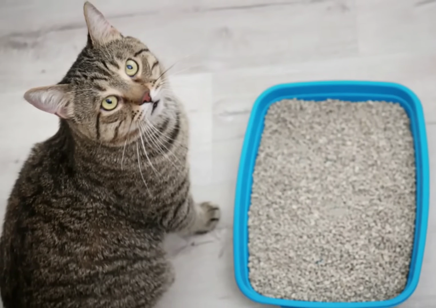 The Litter Box Told Us Before the Vet Did: What One Cat's Bathroom Habits Revealed About a Common Owner Mistake