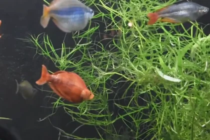 We Bought Fish the Same Day We Bought the Tank: The Ultimate Guide to Taking Care of a Fish