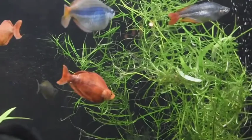 We Bought Fish the Same Day We Bought the Tank: The Ultimate Guide to Taking Care of a Fish