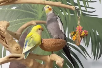 We Picked Our First Bird Because She Was Pretty: What a Nippy Lovebird Taught Us About Choosing a Beginner Species