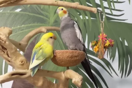 We Picked Our First Bird Because She Was Pretty: What a Nippy Lovebird Taught Us About Choosing a Beginner Species