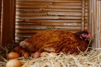 Why 8 of 12 Eggs Cracked in One Week: What My Mixed Flock's Feed Bag Wasn't Providing