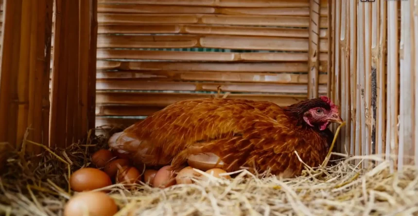 Why 8 of 12 Eggs Cracked in One Week: What My Mixed Flock's Feed Bag Wasn't Providing
