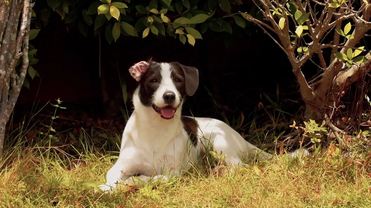 Why My 10-Year-Old Dog's Bloodwork Flagged Kidney Disease While He Seemed Perfectly Fine
