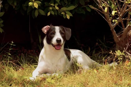 Why My 10-Year-Old Dog's Bloodwork Flagged Kidney Disease While He Seemed Perfectly Fine