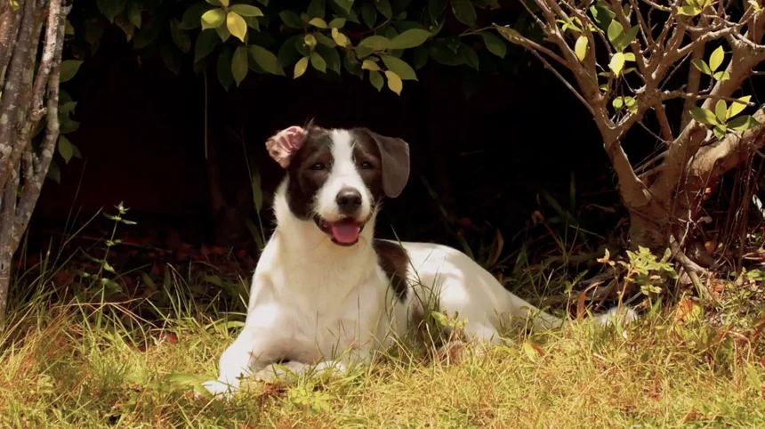 Why My 10-Year-Old Dog's Bloodwork Flagged Kidney Disease While He Seemed Perfectly Fine