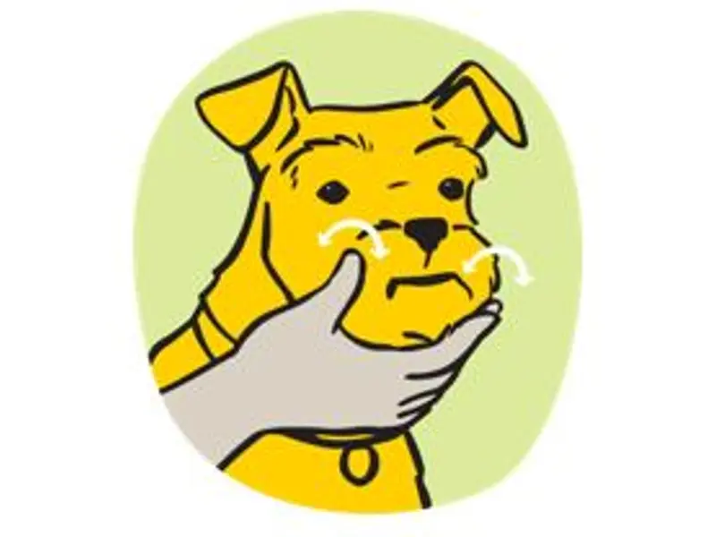 Progress to touching inside their mouth