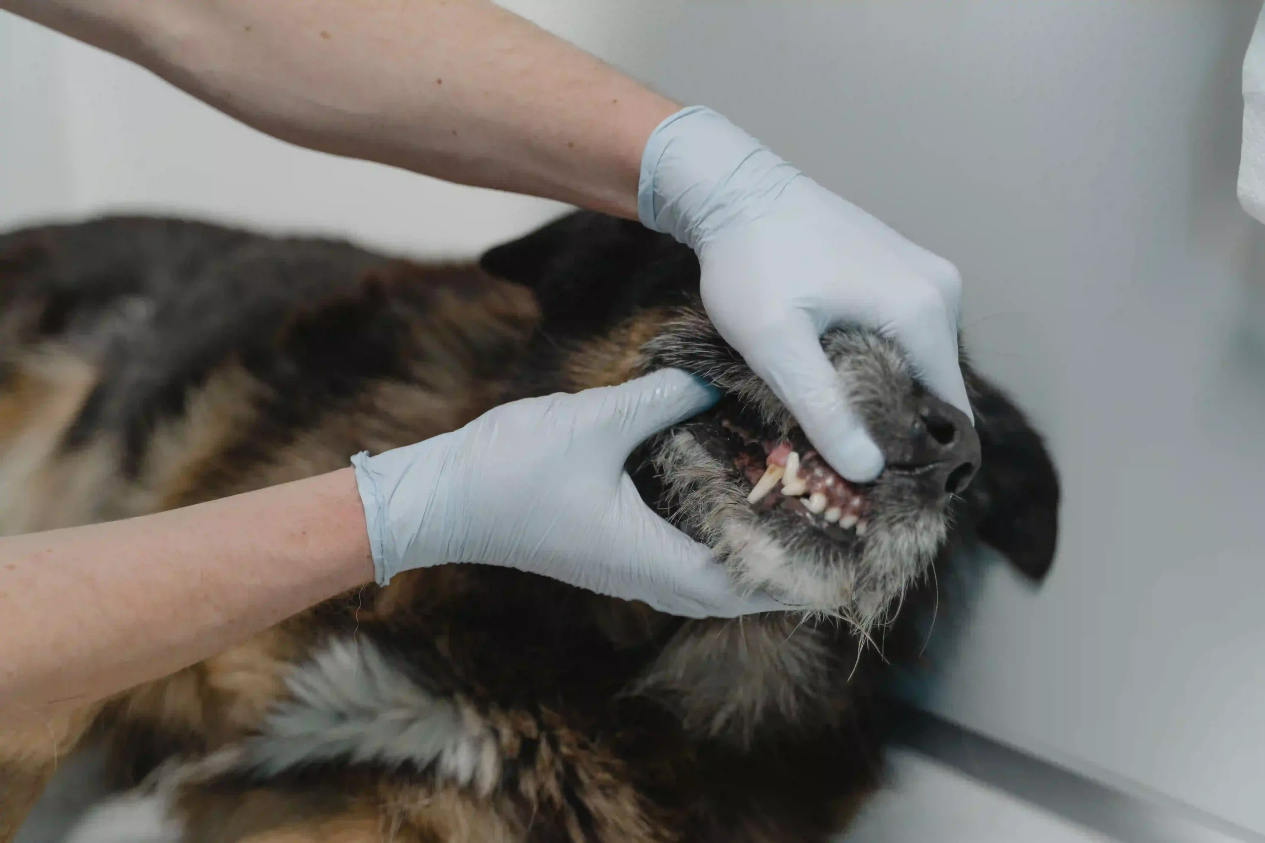 Veterinarian performing dental check on dog
