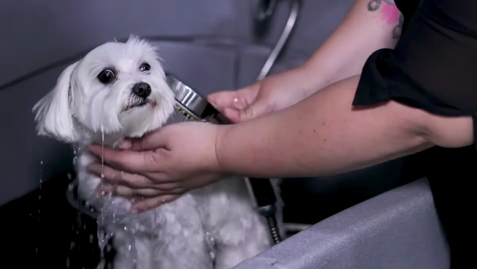 Safe Bathing Practices for Healthy Pet Skin