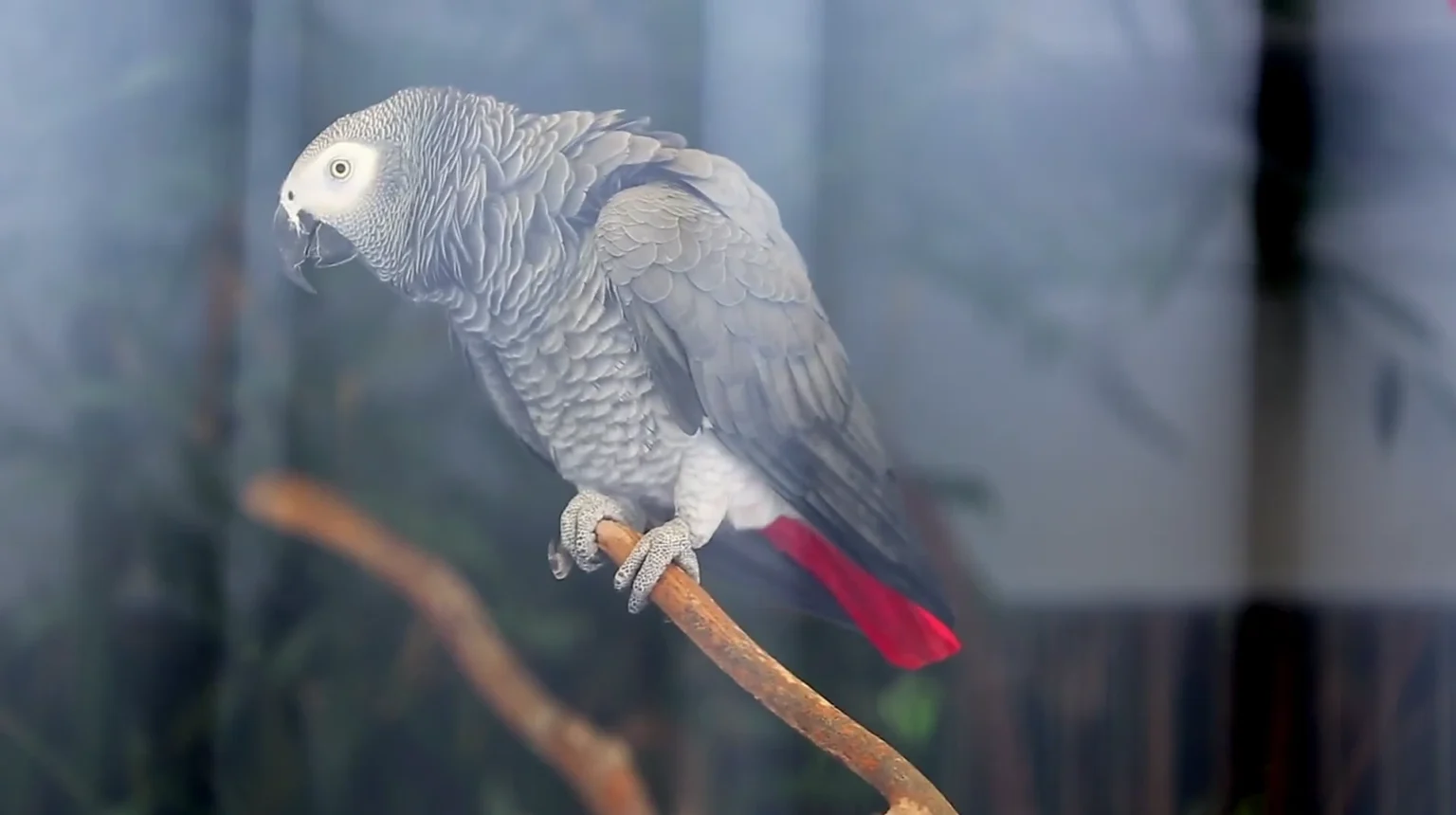 Why Our Conure Started Plucking Her Feathers: A Boredom Problem We Almost Missed