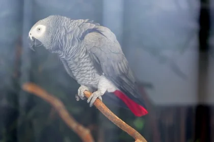 Why Our Conure Started Plucking Her Feathers: A Boredom Problem We Almost Missed
