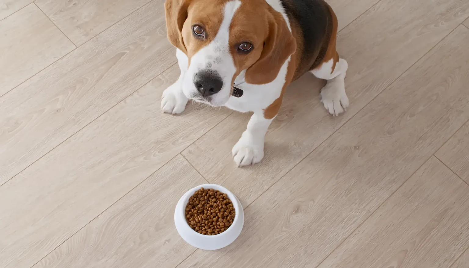 Why the Feeding Guide on the Bag Overfeeds Most Dogs
