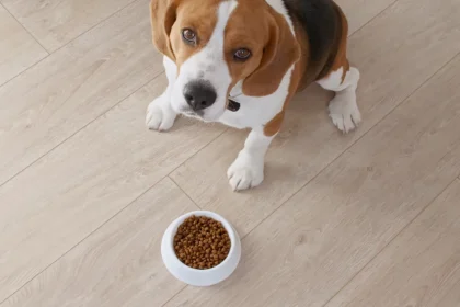 Why the Feeding Guide on the Bag Overfeeds Most Dogs