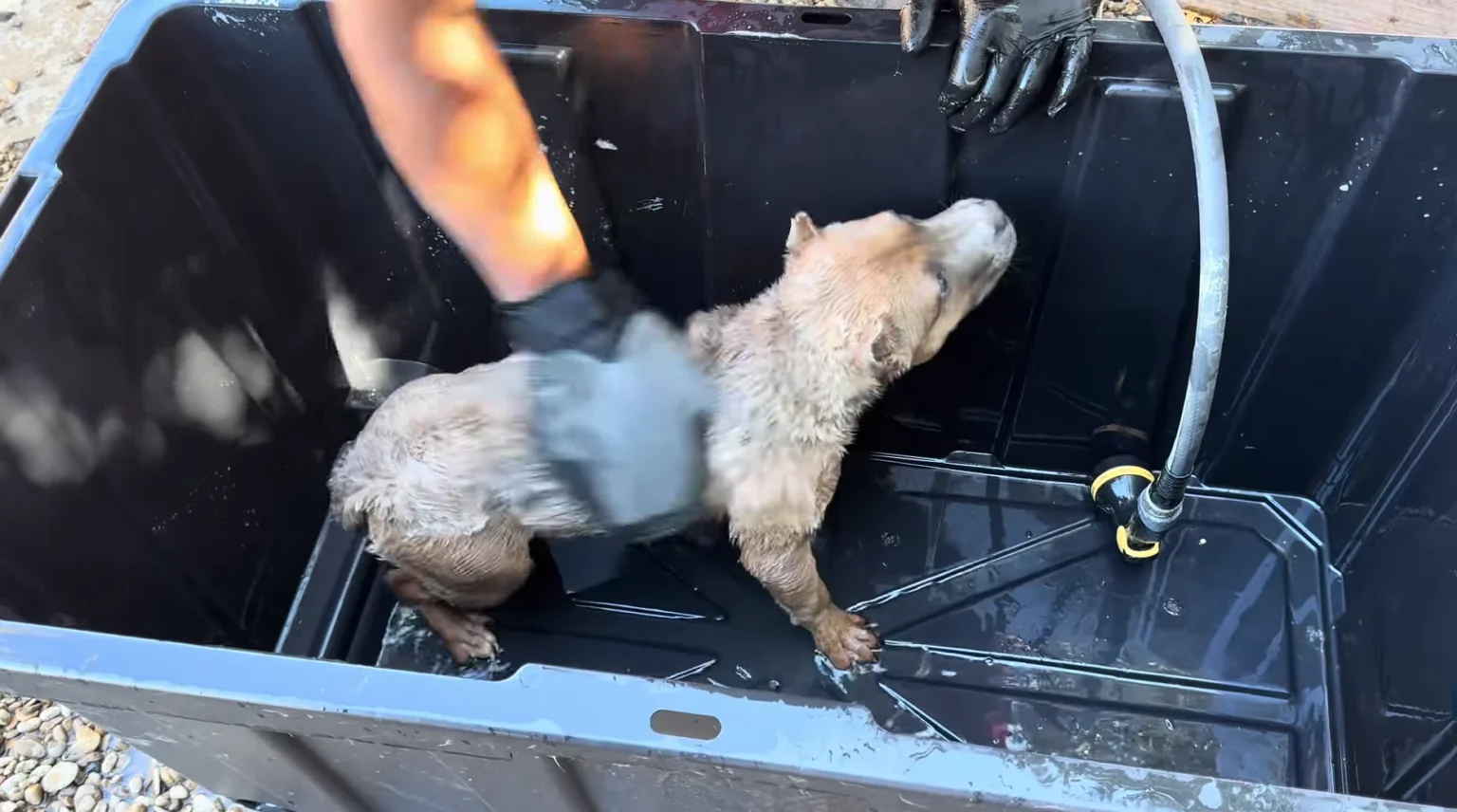 How Often Should You Bathe Your Dog? A Complete Guide for Every Breed