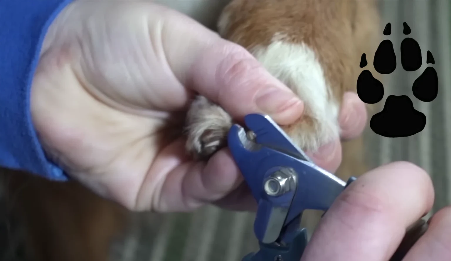 Nail Trimming: Keep Nails Trimmed to Prevent Discomfort and Injury